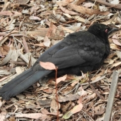 Corcorax melanorhamphos (White-winged Chough) at Aranda, ACT - 24 Nov 2018 by KMcCue