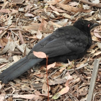 Corcorax melanorhamphos (White-winged Chough) at Aranda, ACT - 24 Nov 2018 by KMcCue