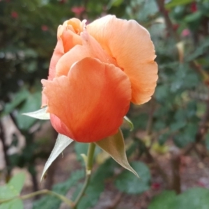 Rosa sp. at Isaacs, ACT - 25 Nov 2018