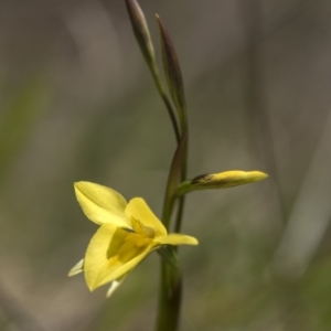 Diuris monticola at Cotter River, ACT - 25 Nov 2018