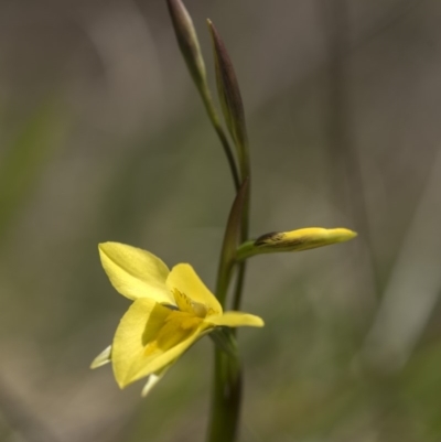 Diuris monticola (Highland Golden Moths) at Cotter River, ACT - 25 Nov 2018 by GlenRyan