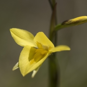 Diuris monticola at Cotter River, ACT - 25 Nov 2018