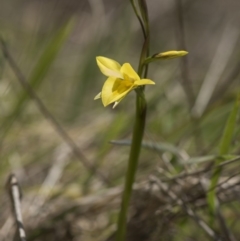 Diuris monticola at Cotter River, ACT - 25 Nov 2018