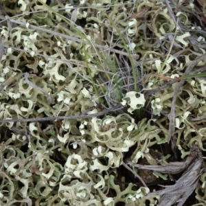 Xanthoparmelia semiviridis at Cooma, NSW - 17 Nov 2018