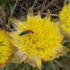 Carphurus sp. (genus) (Soft-winged flower beetle) at Adaminaby, NSW - 17 Nov 2018 by AndyRussell