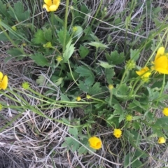 Ranunculus lappaceus (Australian Buttercup) at Delegate Cemetery - 25 Nov 2018 by BlackFlat