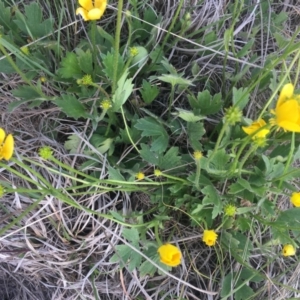 Ranunculus lappaceus at Delegate, NSW - 25 Nov 2018 05:51 PM