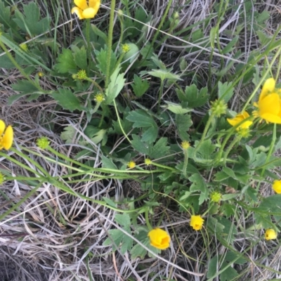 Ranunculus lappaceus (Australian Buttercup) at Delegate Cemetery - 25 Nov 2018 by BlackFlat