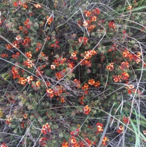 Pultenaea subspicata at Delegate, NSW - 25 Nov 2018