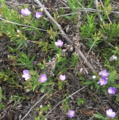 Veronica sp. at Delegate Cemetery - 25 Nov 2018 by BlackFlat