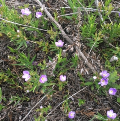 Veronica sp. at Delegate, NSW - 25 Nov 2018 by BlackFlat