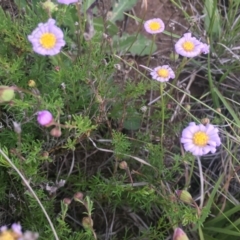 Brachyscome rigidula (Hairy Cut-leaf Daisy) at Delegate Cemetery - 25 Nov 2018 by BlackFlat