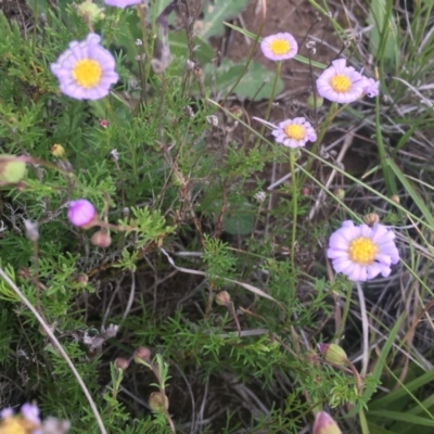 Brachyscome rigidula (Hairy Cut-leaf Daisy) at Delegate Cemetery - 25 Nov 2018 by BlackFlat