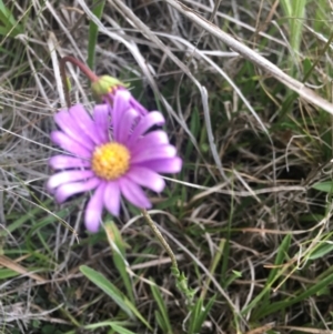 Calotis scabiosifolia var. integrifolia at Delegate, NSW - 25 Nov 2018 06:00 PM