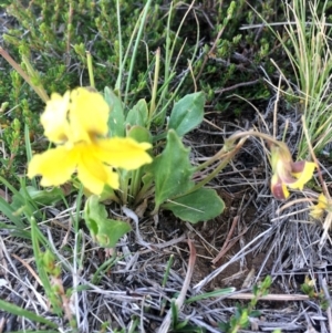 Goodenia paradoxa at Delegate, NSW - 25 Nov 2018 06:03 PM