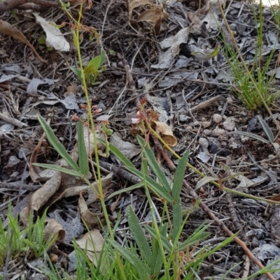 Grona varians (Slender Tick-Trefoil) at Black Flat at Corrowong - 21 Nov 2018 by BlackFlat