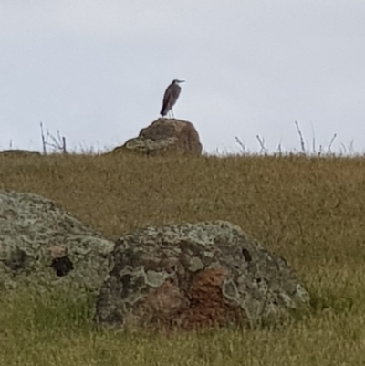 Egretta novaehollandiae (White-faced Heron) at Black Flat at Corrowong - 21 Nov 2018 by BlackFlat