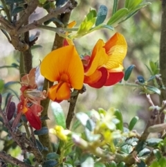 Mirbelia oxylobioides (Mountain Mirbelia) at Corrowong, NSW - 22 Nov 2018 by BlackFlat