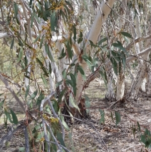 Eucalyptus pauciflora at Black Flat at Corrowong - 22 Nov 2018 11:42 AM