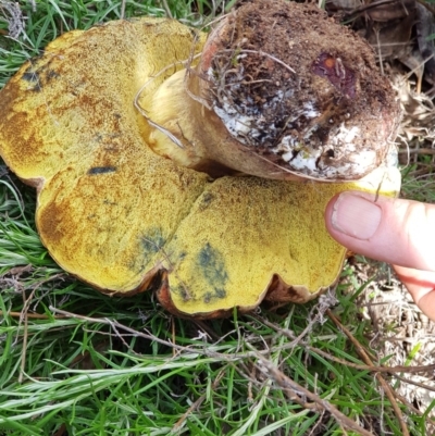zz bolete at Corrowong, NSW - 27 Nov 2018 by BlackFlat