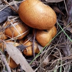 zz bolete at Corrowong, NSW - 27 Nov 2018