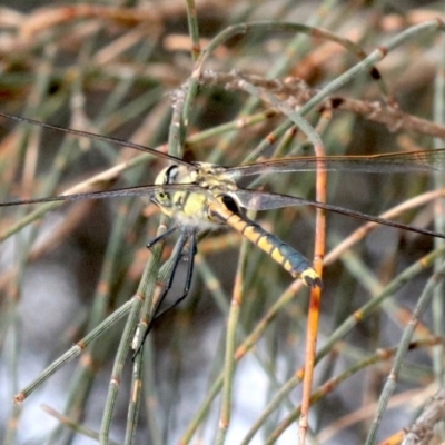 Hemicordulia tau (Tau Emerald) at Majura, ACT - 24 Nov 2018 by jb2602