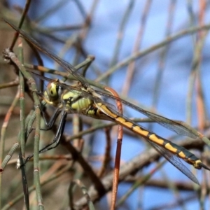 Hemicordulia tau at Majura, ACT - 24 Nov 2018 05:13 PM