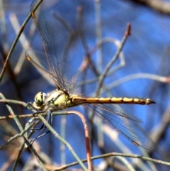 Hemicordulia tau at Majura, ACT - 24 Nov 2018 05:13 PM