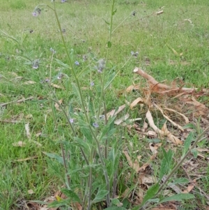 Cynoglossum australe at Tombong, NSW - 22 Nov 2018