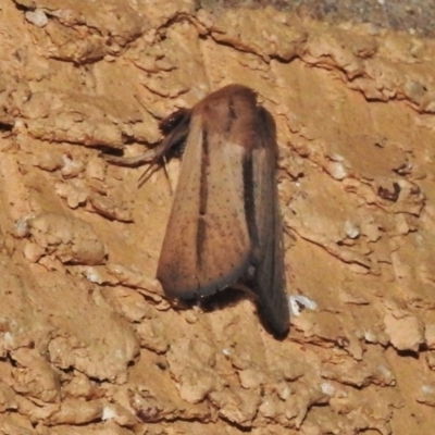 Leucania diatrecta (A Noctuid moth) at Wanniassa, ACT - 25 Nov 2018 by JohnBundock