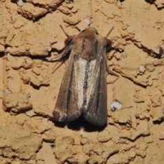 Leucania diatrecta at Wanniassa, ACT - 25 Nov 2018