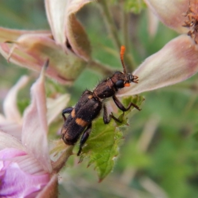 Eleale pulchra (Clerid beetle) at Dunlop, ACT - 25 Nov 2018 by CathB