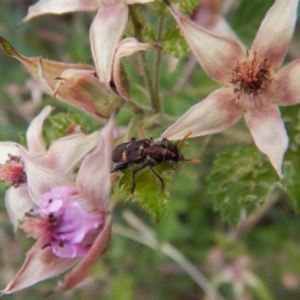 Eleale pulchra at Dunlop, ACT - 25 Nov 2018