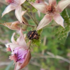 Eleale pulchra at Dunlop, ACT - 25 Nov 2018 02:25 PM