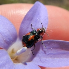 Dicranolaius villosus (Melyrid flower beetle) at Mount Painter - 25 Nov 2018 by CathB