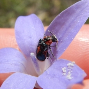 Dicranolaius villosus at Cook, ACT - 25 Nov 2018