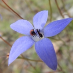 Dicranolaius villosus at Cook, ACT - 25 Nov 2018