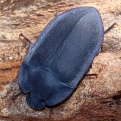 Pterohelaeus planus (Pie dish beetle) at Majura, ACT - 24 Nov 2018 by jb2602