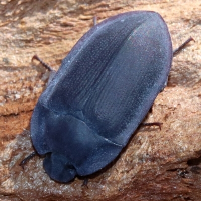 Pterohelaeus planus (Pie dish beetle) at Mount Ainslie - 24 Nov 2018 by jb2602