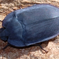 Pterohelaeus planus at Majura, ACT - 24 Nov 2018