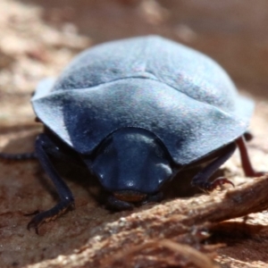 Pterohelaeus planus at Majura, ACT - 24 Nov 2018 05:29 PM