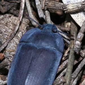 Pterohelaeus planus at Majura, ACT - 24 Nov 2018 05:29 PM