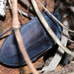 Pterohelaeus planus at Majura, ACT - 24 Nov 2018 05:29 PM