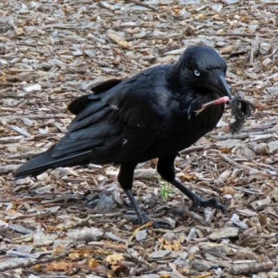 Corvus coronoides (Australian Raven) at Parkes, ACT - 25 Nov 2018 by RodDeb