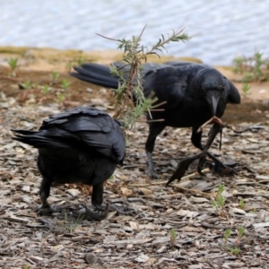 Corvus coronoides at Parkes, ACT - 25 Nov 2018
