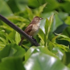 Acrocephalus australis (Australian Reed-Warbler) at Canberra, ACT - 25 Nov 2018 by RodDeb