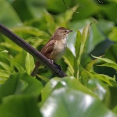 Acrocephalus australis (Australian Reed-Warbler) at Commonwealth & Kings Parks - 25 Nov 2018 by RodDeb