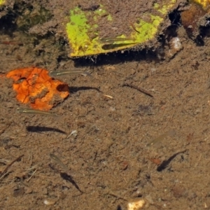 Gambusia holbrooki at Canberra, ACT - 25 Nov 2018