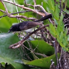 Rhipidura leucophrys (Willie Wagtail) at Canberra, ACT - 25 Nov 2018 by RodDeb