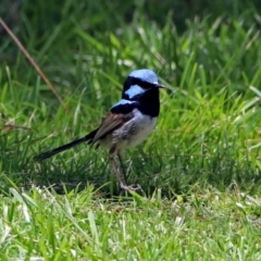 Malurus cyaneus (Superb Fairywren) at Mount Ainslie to Black Mountain - 25 Nov 2018 by RodDeb